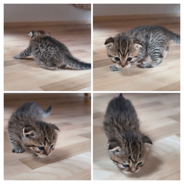 Котята   кошенята  Скотиш  Фолд