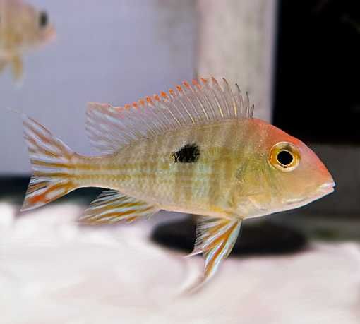 Ziemiojad red head tapajos | Hodowla Łajski