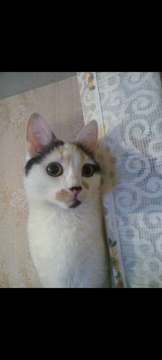 Кошка на передержку