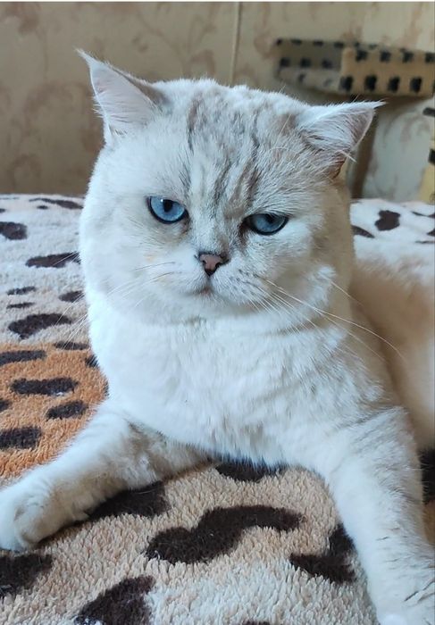 Шикарный клубный котик шиншилла поинт вязка