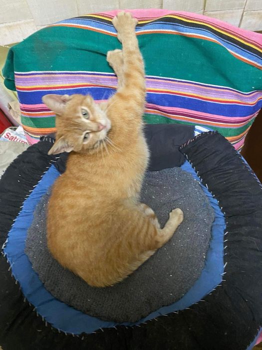 Руда киця у добрі руки