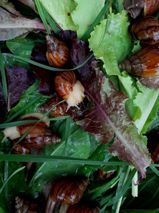 Равлики Ахатинки