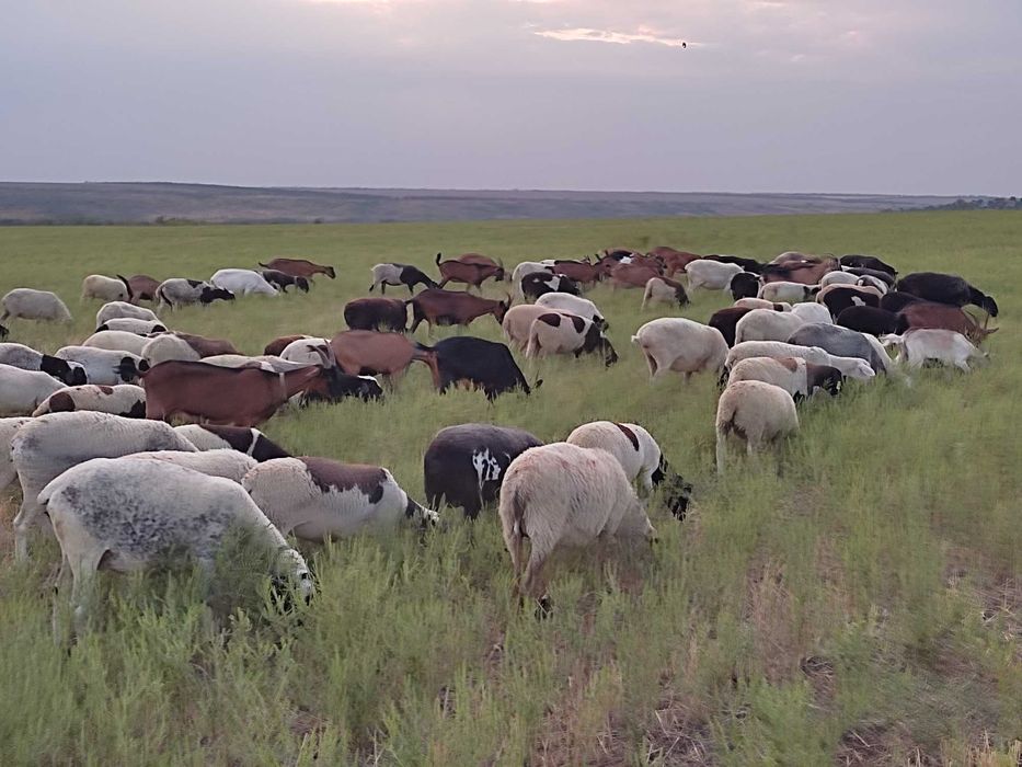 Продам ярки та матки крос дорпера (вівці, овцы)