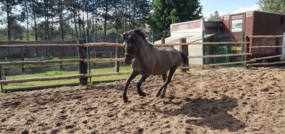 Konik Polski Ogier Dementor