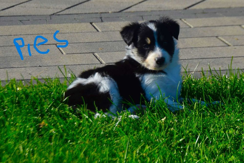 pies Border Colie