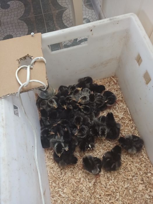 Продам курчата породи Віандот срібло.