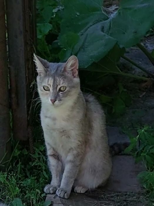 Отдам кошечку Карамелька в добрые ручки.  Котята. Котик.