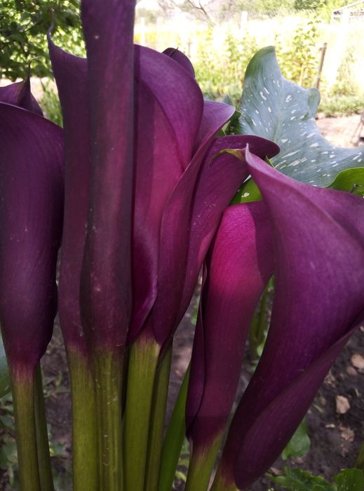 Продам клубні кали