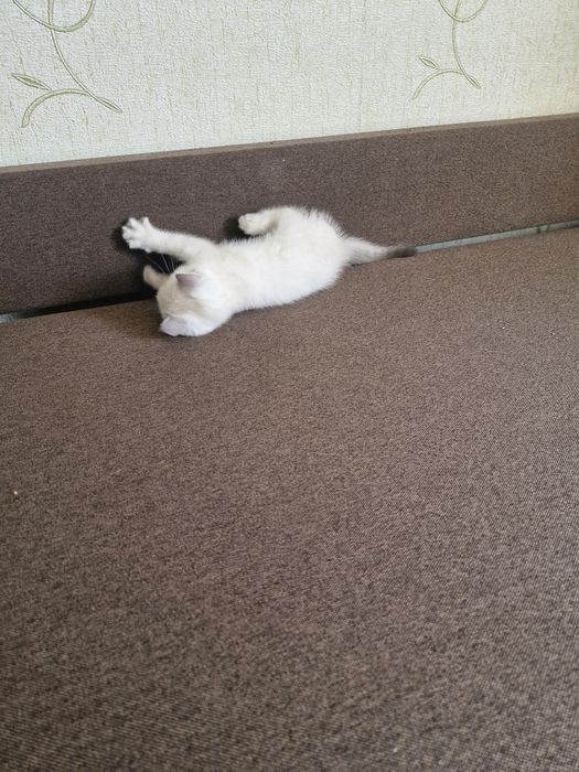 Шукаємо мамтат для дівчаток
