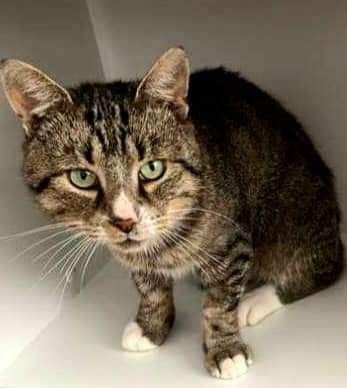 OGONIMIR - szuka domku tymczasowego lub stałego