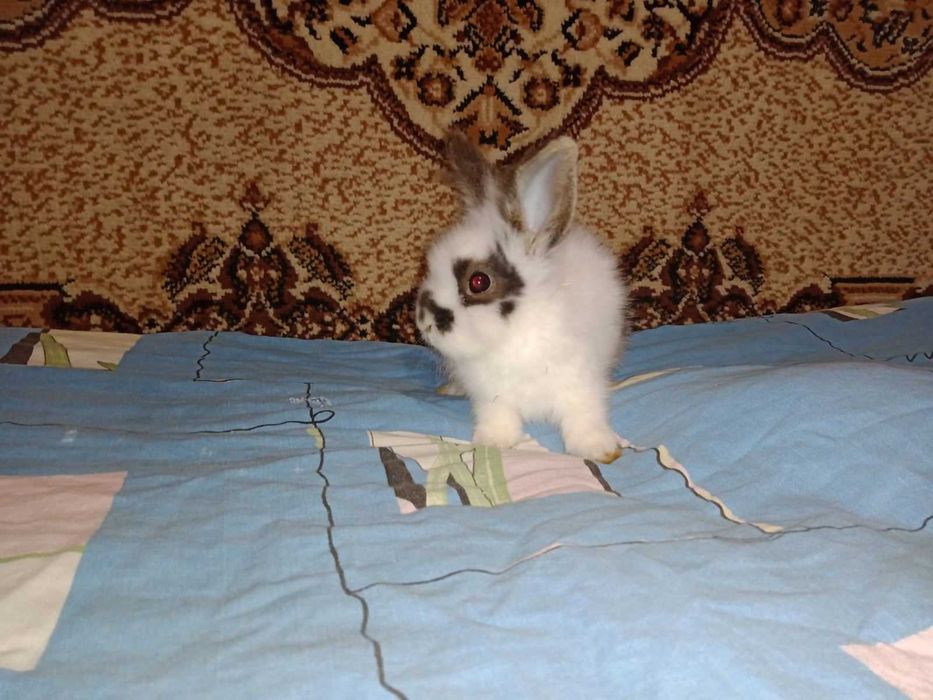 продам пухнастих  кроликів