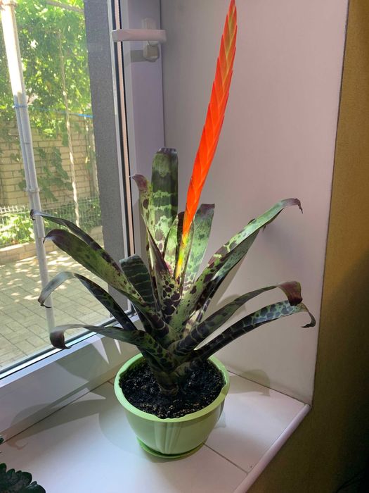 Врієзія, заміакулькас (76 см) , спатифілум, кактуси.