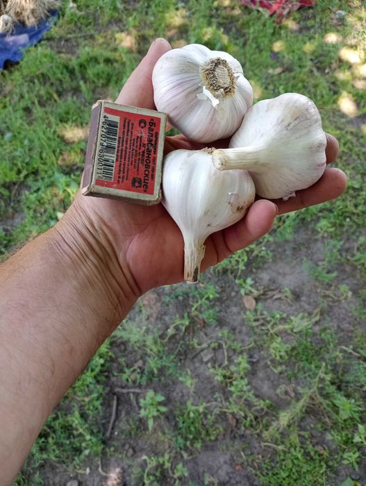 Закінчується часник екологічно чистий сорту любаша