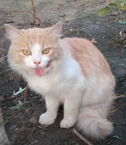 котики в люблячі руки