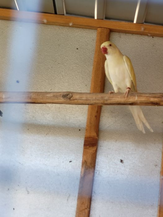 Aleksandretty obrożne