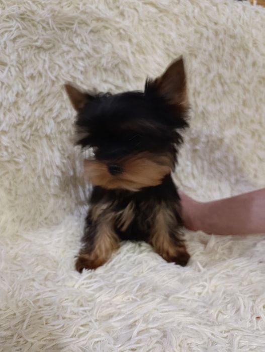 Мініатюрний хлопчик