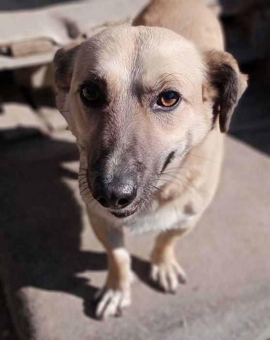 Sid poleca się do adopcji.