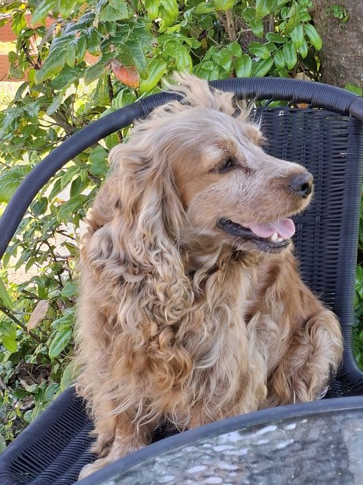 Cocker Spaniel Angielski.