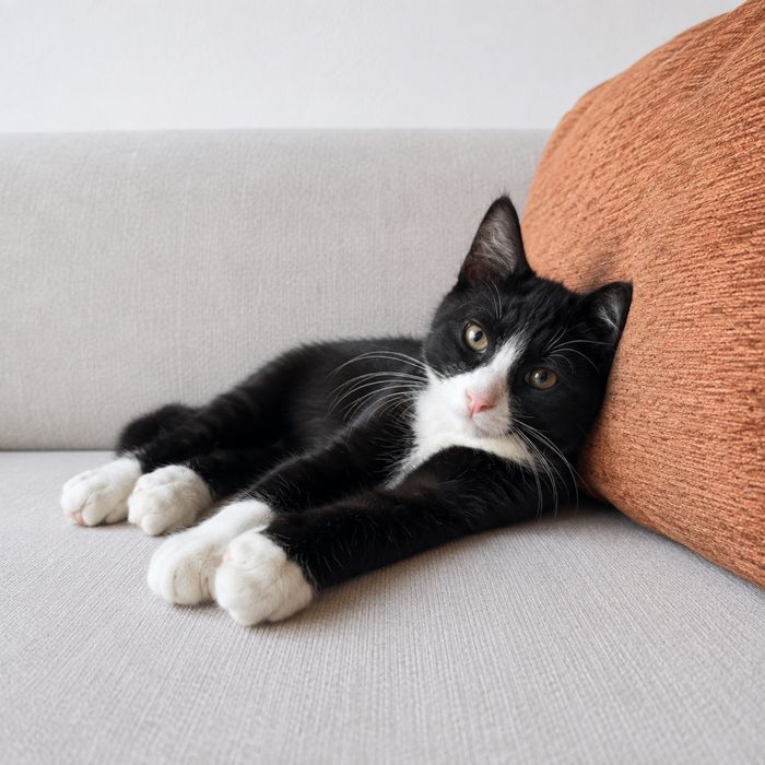 Кошеня, кіт, котик