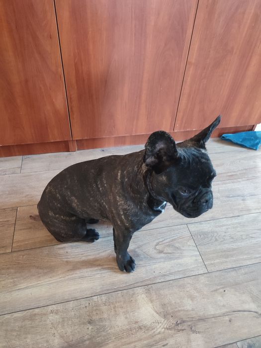 Продам в хорошие руки