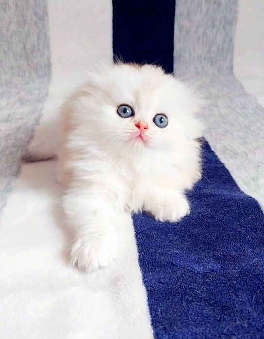 Висловухий хлопчик Срібний шиншила