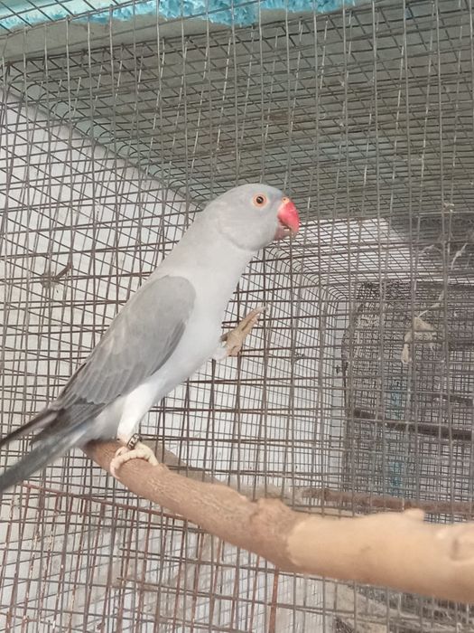 Ring necks e arantiga sol para criar à mão