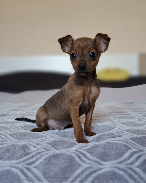 Pinczer miniaturowy xxs mini 2kg