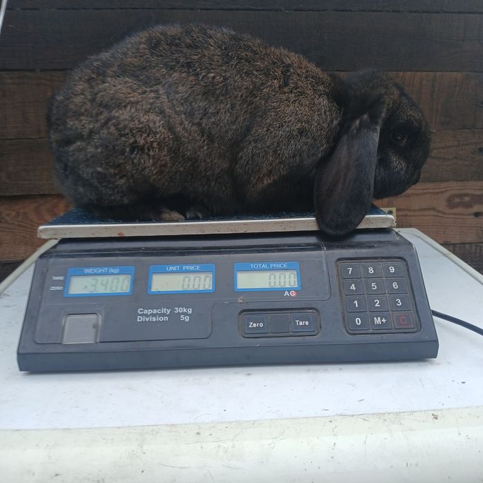 Sprzedam króliki w przedziale cenowym 70 - 150zł