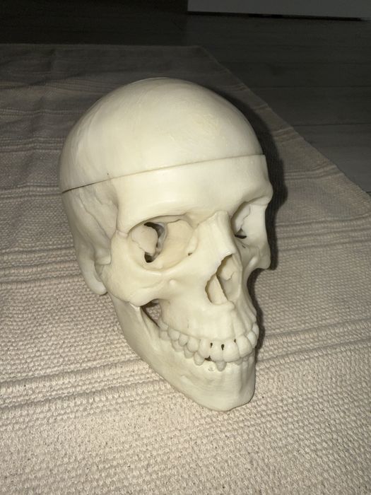czaszka anatomiczna