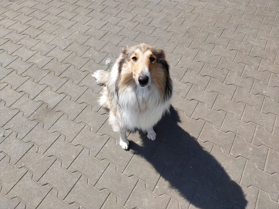 Owczarek szkocki collie suczka