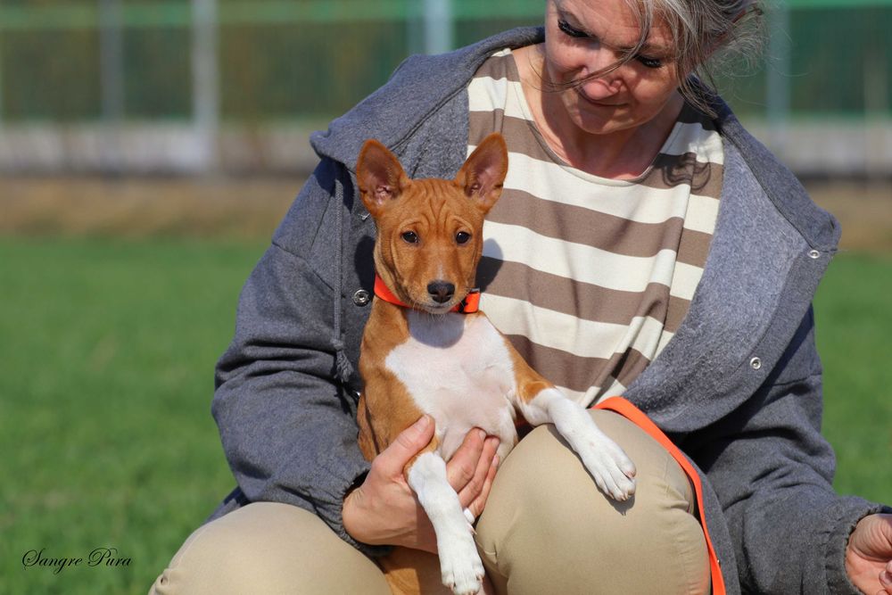 Piękna Suczka Basenji