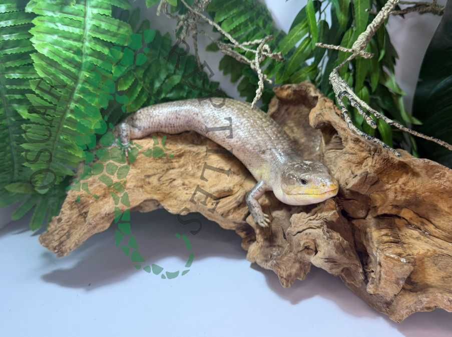 Scynk olbrzymi Scynki olbrzymie nie agama Warszawa