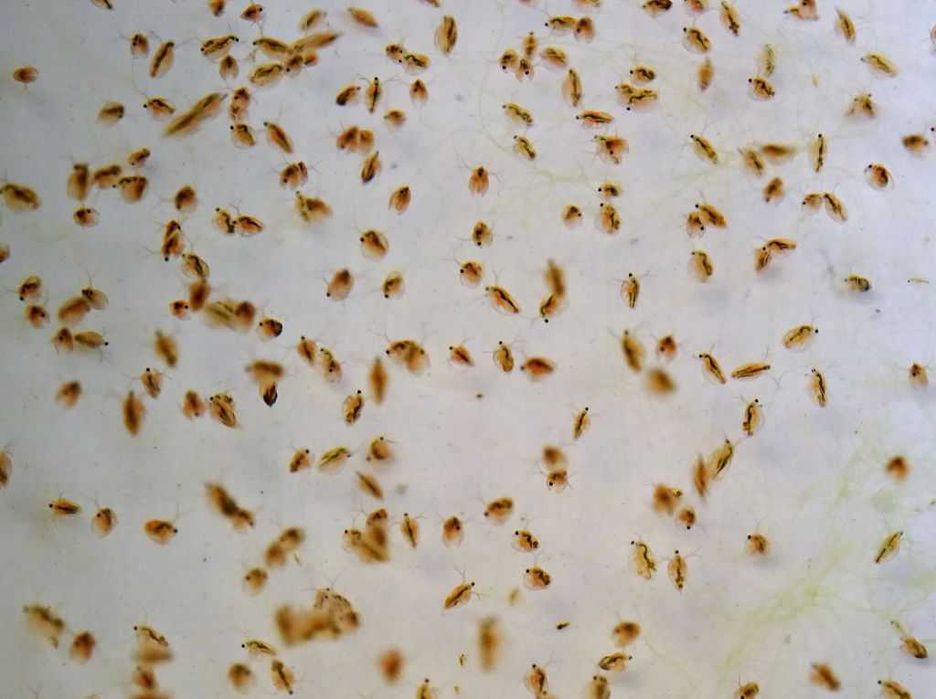 Starter completo (pack) – Alimento vivo para peixes