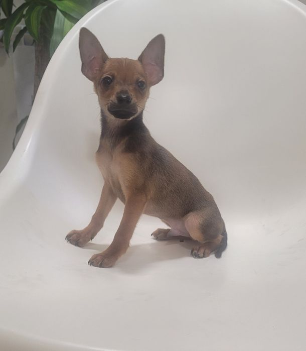 Cachorrinho Pinscher macho