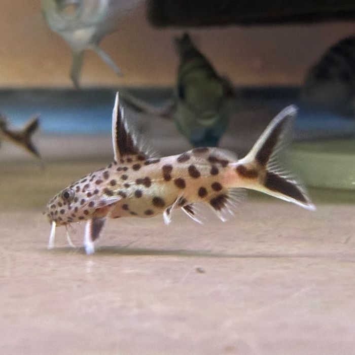 Sprzedam sumiki Petricola
