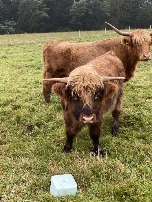 Wołowina Highland z gospodarstwa Ekologicznego