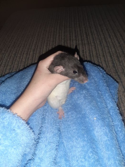 Криса в добрі руки