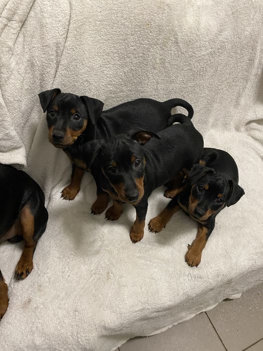 Щенки цвергпинчера