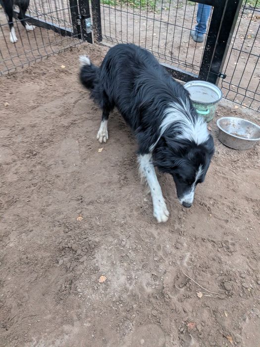 Border Collie z rodowodem szuka nowego domu