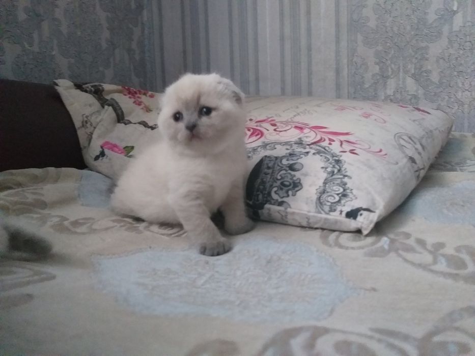 Кот МАРСЕЛЬ! Неметящая линия!!!