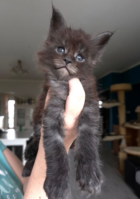 Cudny czarny dymny kocurek maine coon