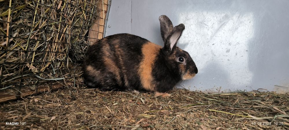 Японський кролик