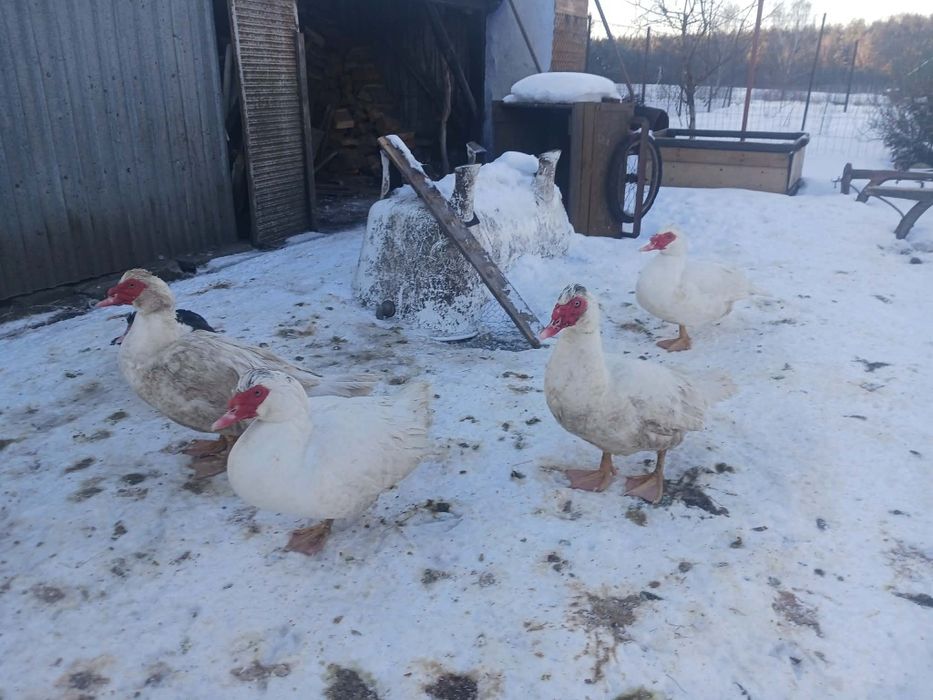 Sprzedam piękne duże kaczory i kaczki