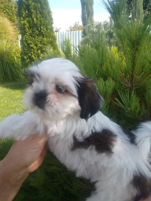 Хлопчик Ши-тцу. Гарний хлопчик без вад.