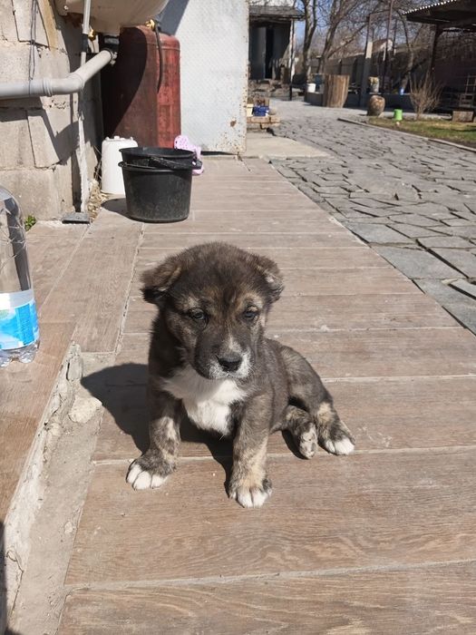 Щенки сао/алабая