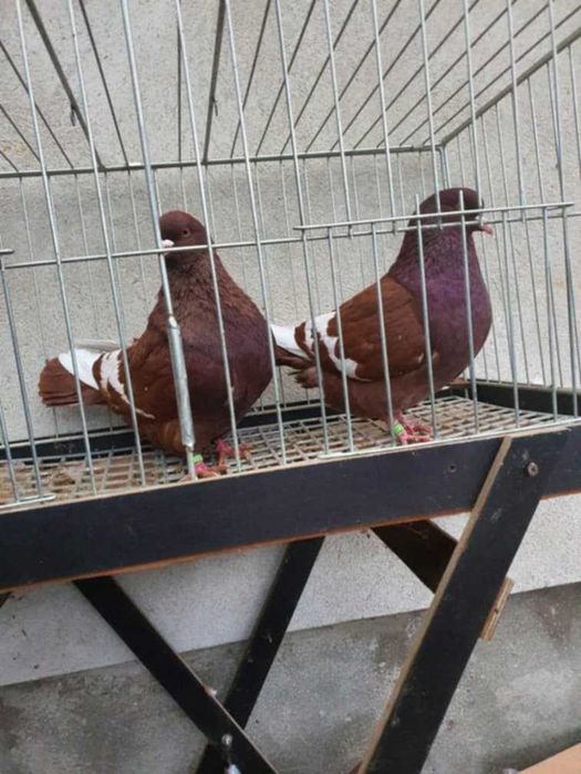 Ryś polski rysie polskie