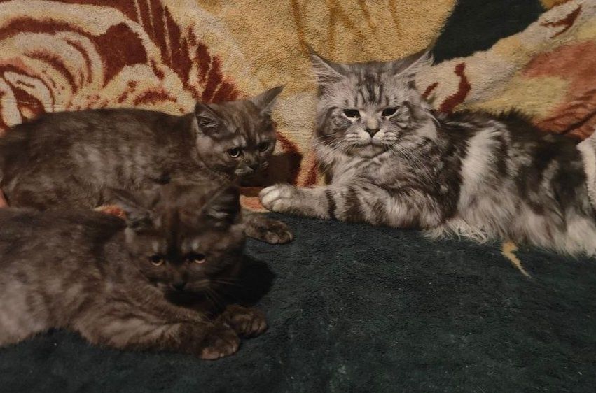 Продам чёрных котят 2 мальчиков мейнкуна