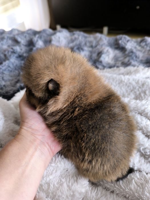 Spitz anão.Lulu da Pomerânia. Menino Mini com LOP e Afixo