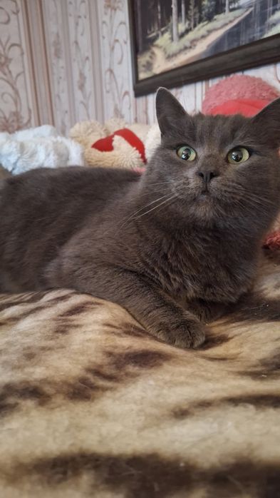 Дівчинка британка у хороші руки!