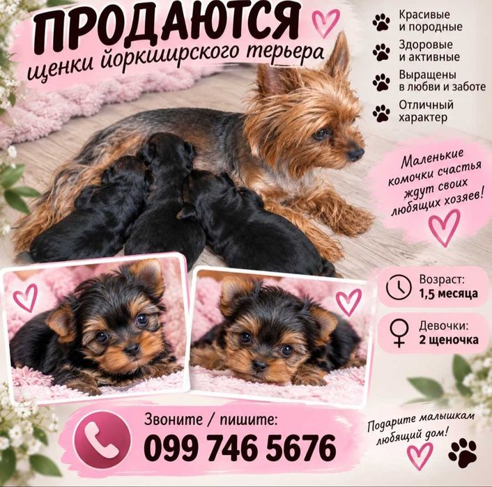 Животні продаж щенков йорка